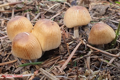 coprinellus-micaceus2
