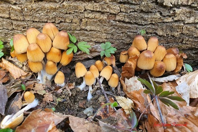 coprinellus-micaceus3