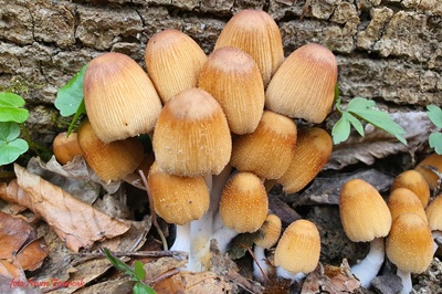 coprinellus-micaceus4
