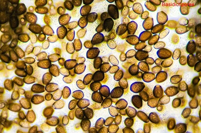 coprinellus-micaceus5