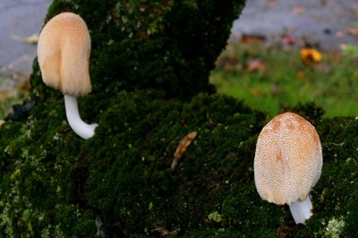 Coprinellus saccharinus