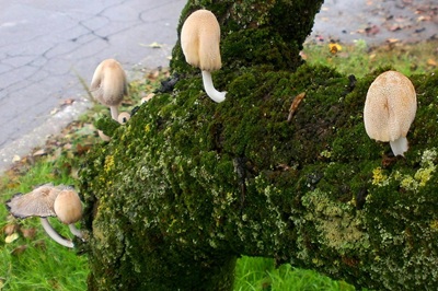 coprinellus-saccharinus1