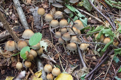 Coprinellus silvaticus