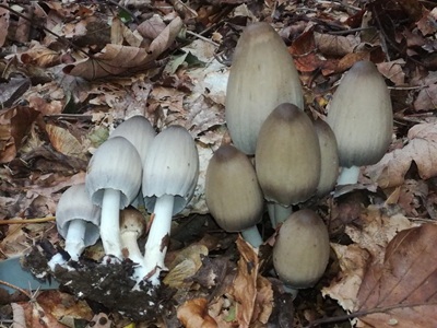 Coprinopsis acuminata