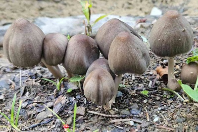 Coprinopsis acuminata
