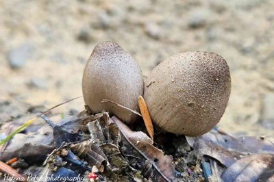 coprinopsis-acuminata1
