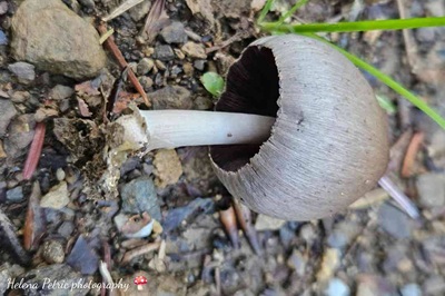 coprinopsis-acuminata2