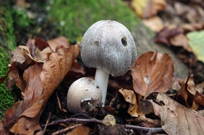 coprinopsis-alopecia1