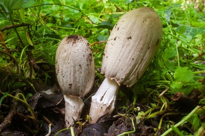 coprinopsis-atramentaria2