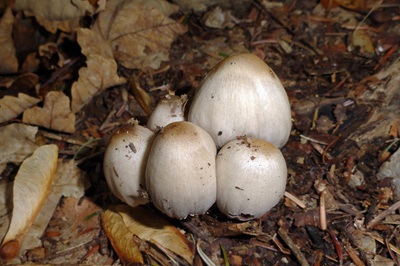 coprinopsis-atramentaria3
