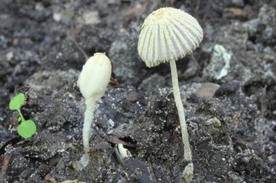Coprinopsis bellula