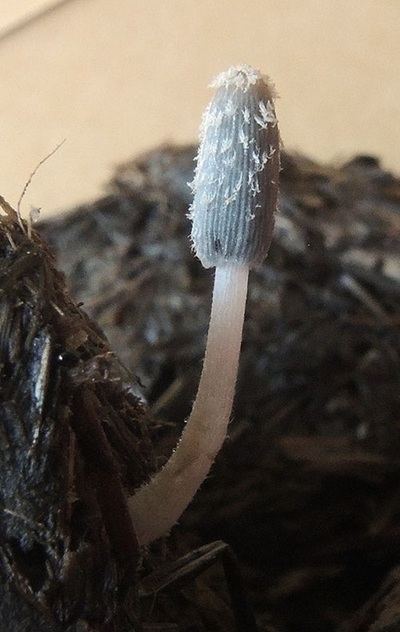 Coprinopsis bicornis