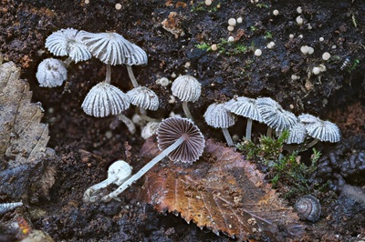 Coprinopsis coniophora