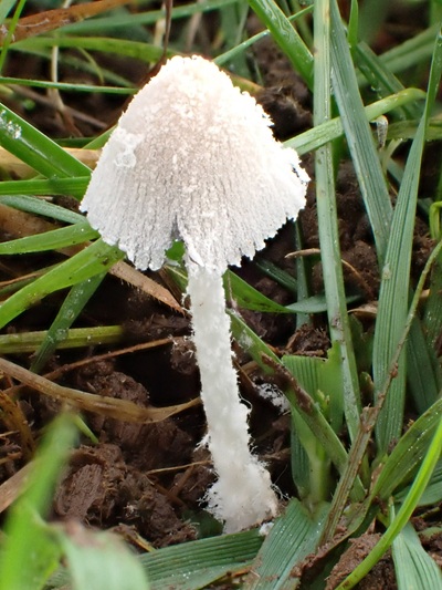 Coprinopsis cothurnata