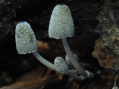 Coprinopsis echinospora