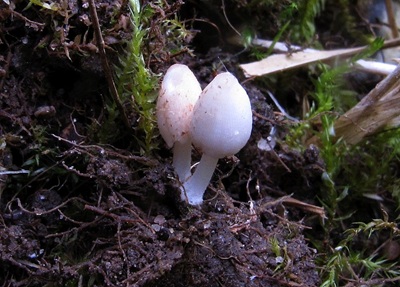 Coprinopsis epichloea