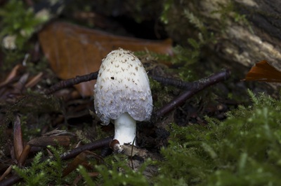 Coprinopsis episcopalis