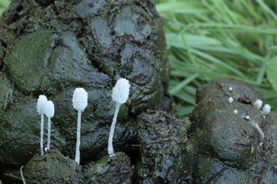 Coprinopsis foetidella