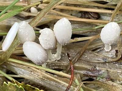 Coprinopsis friesii