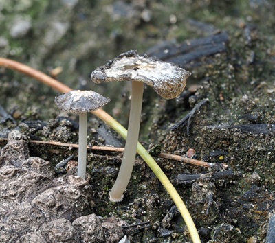 Coprinopsis gonophylla