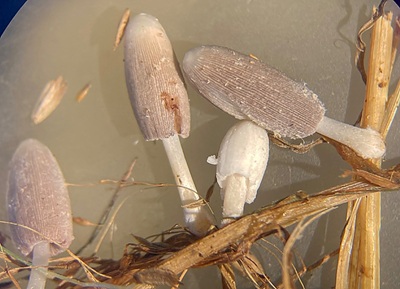 Coprinopsis herinkii