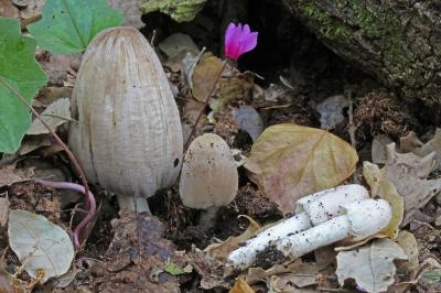 Coprinopsis insignis