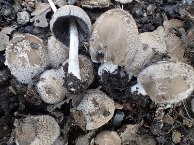 Coprinopsis jonesii