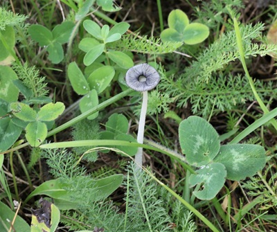 Coprinopsis krieglsteineri
