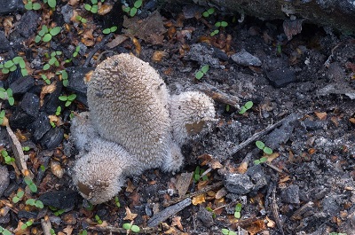 Coprinopsis lagopides