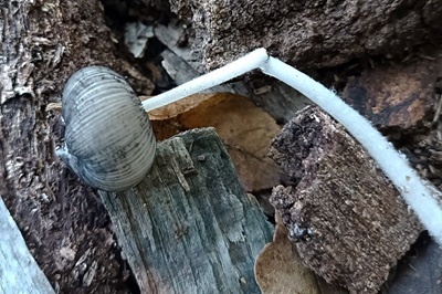 coprinopsis-lagopus2