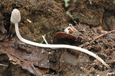 Coprinopsis luteocephala