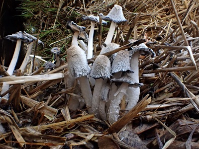 Coprinopsis macrocephala