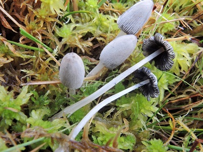 Coprinopsis martinii