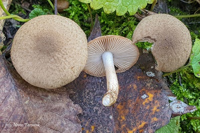 Coprinopsis melanthina