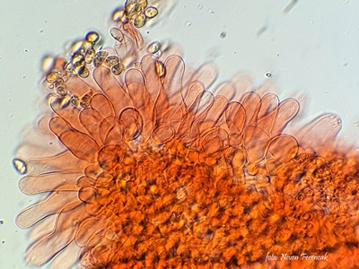 coprinopsis-melanthina1