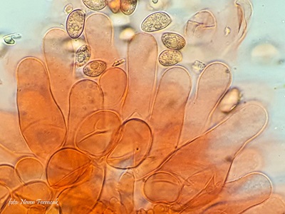 coprinopsis-melanthina2