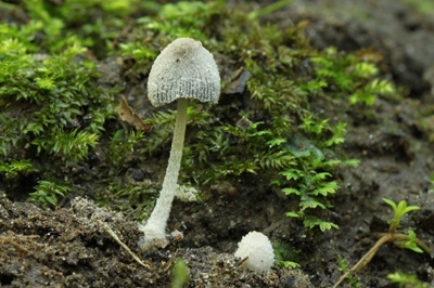 Coprinopsis narcotica