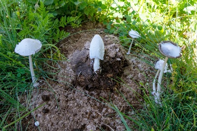 coprinopsis-nivea1