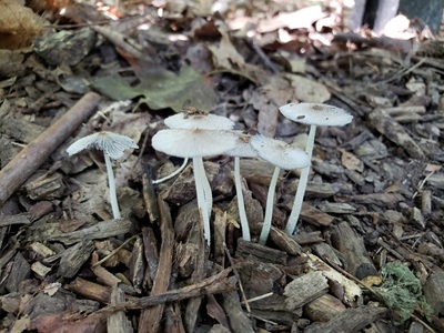 Coprinopsis pachysperma
