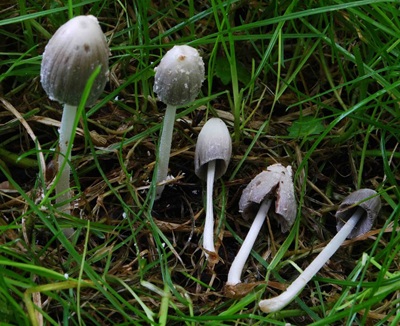 Coprinopsis phaeospora
