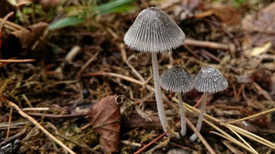 Coprinopsis phlyctidospora