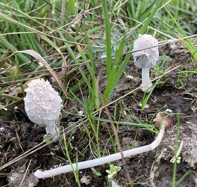 Coprinopsis pseudonivea