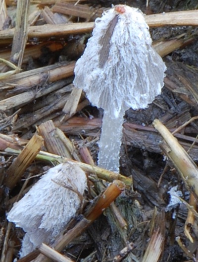 Coprinopsis radiata