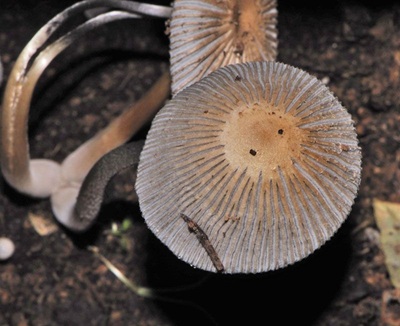 Coprinopsis rugosobispora