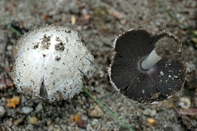 Coprinopsis spilospora