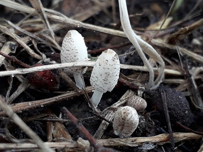 Coprinopsis tigrinella