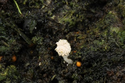Coprinopsis trispora