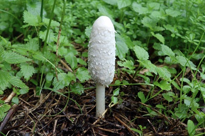 Coprinus comatus