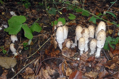 coprinus-comatus1