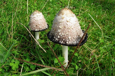 coprinus-comatus2